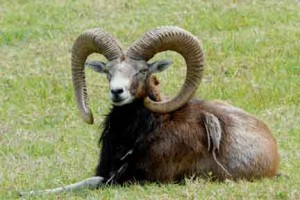 Hunting – a way of life on Lanai