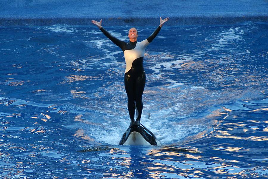Animal trainer Dawn Brancheau was killed by a whale she worked with.