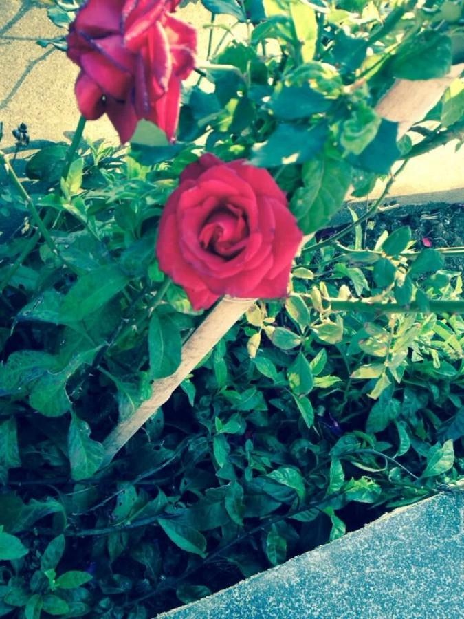 Rose has been blooming smile, like a small glass flowers , blooming petals slightly into a spiral , but also do not see the inside of the flower .
