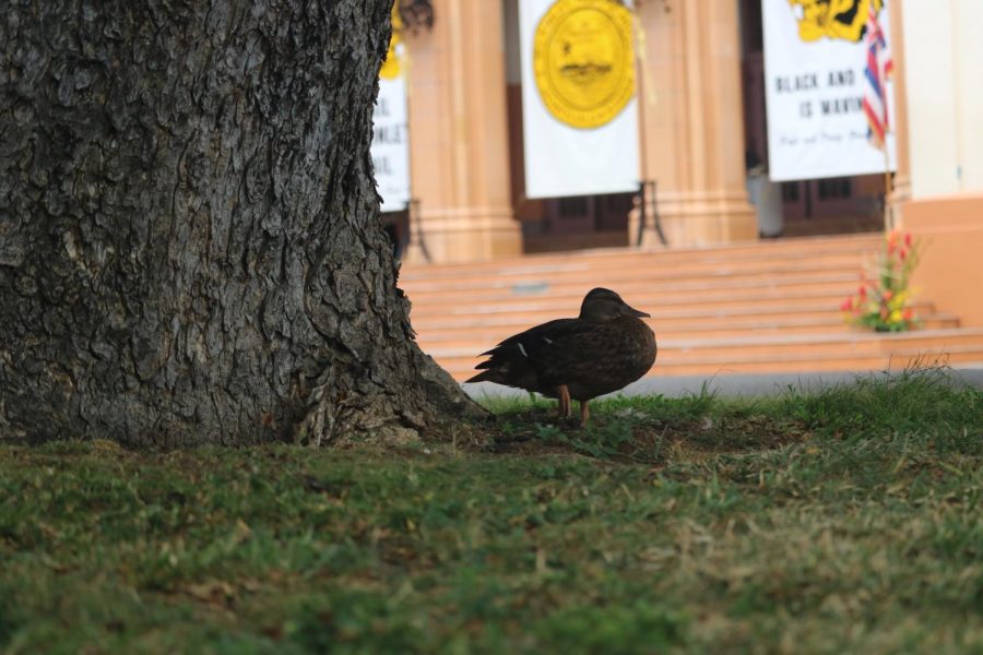 A duck rests on the oval while graduation day begins.