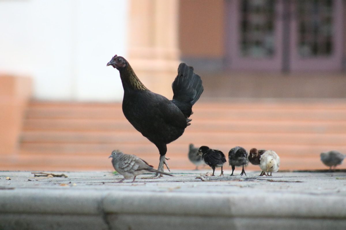 A+hen+with+her+chicks+in+front+of+A-Building.