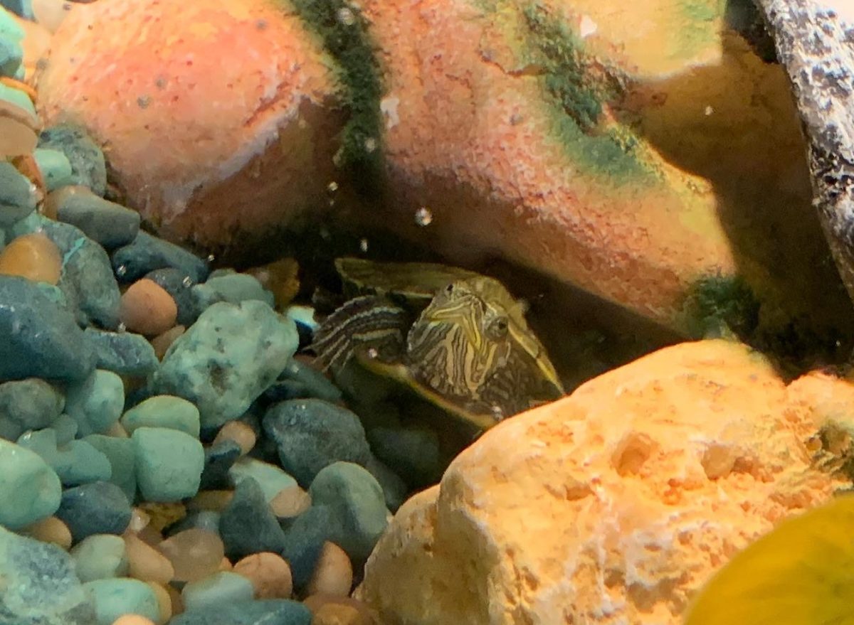 Cheska Orias(c/o 2026) own pet red ear slidder turtle, Shellbie, hiding away in her cave.
Photo by Cheska Orias. 