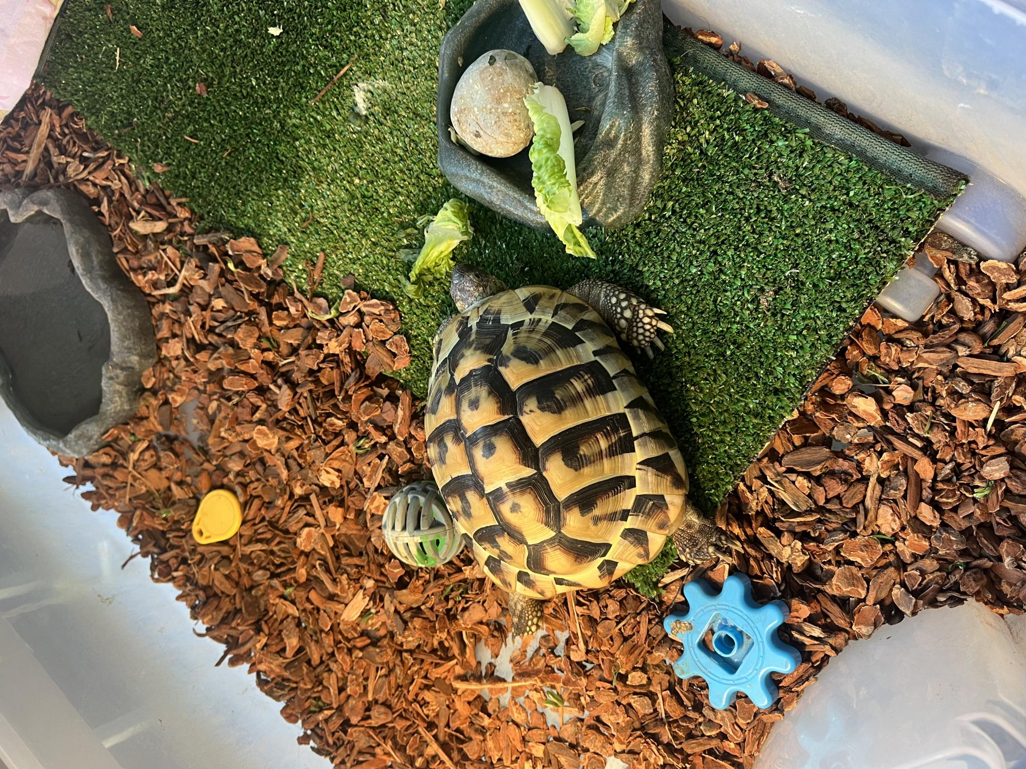 Teddy in her enclosure.
Photo by Autumn Perdido.