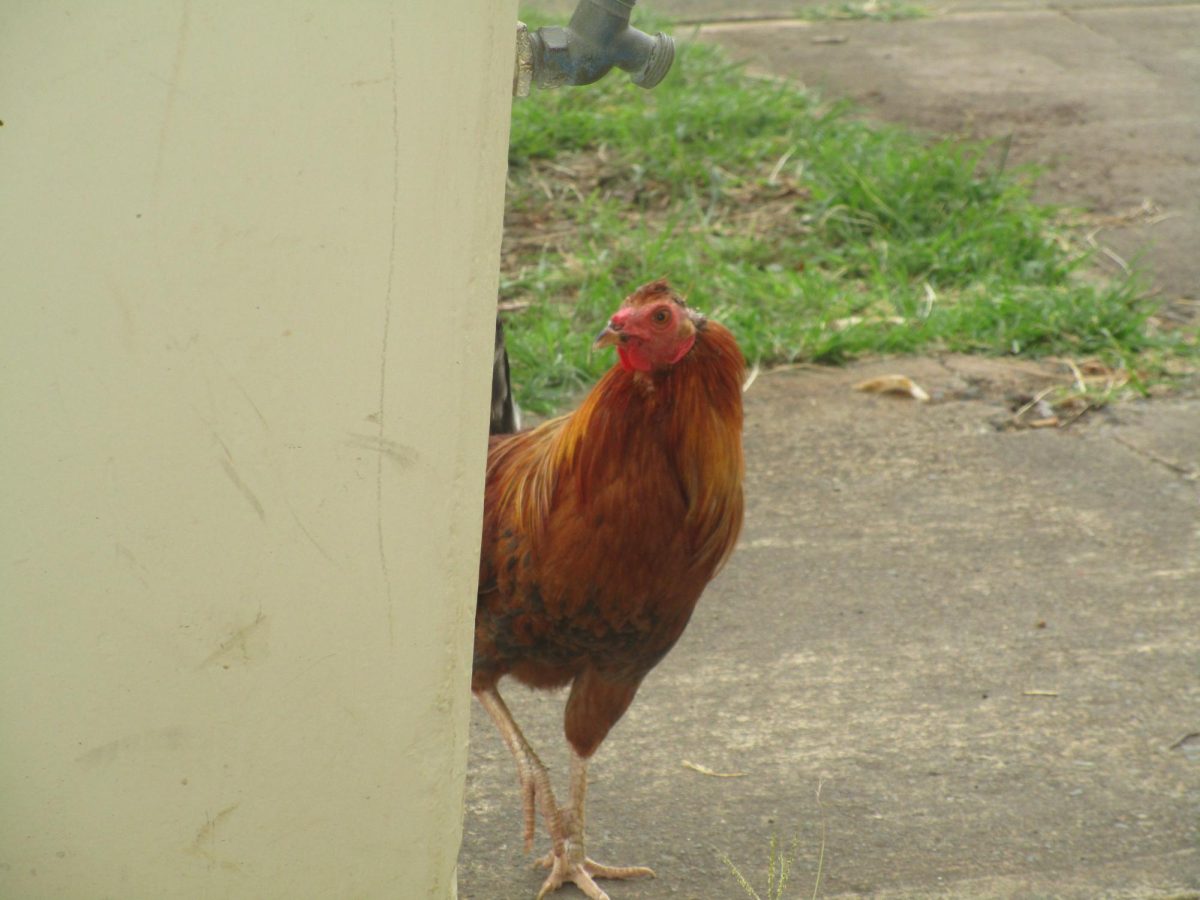 Gilbert the Chicken rounds the pillar by the band room.
Photo by Liane Dumalan (c/o ‘28)
